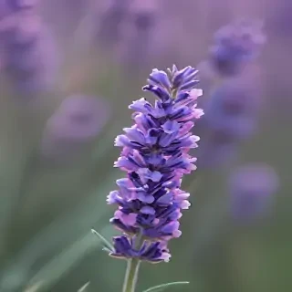 lavender iphone wallpaper