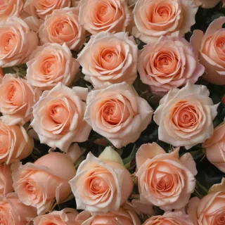 roses in background