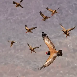 png birds flying