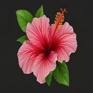 hibiscus flower png