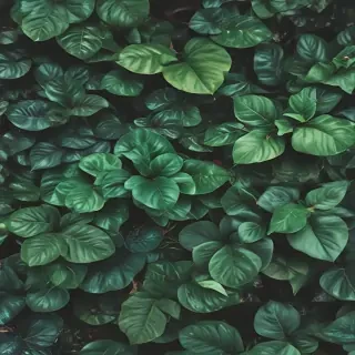 plants background iphone