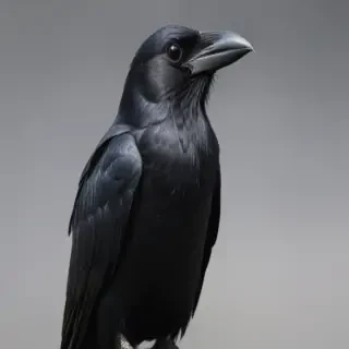 crows png