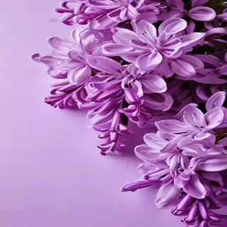 lilac background