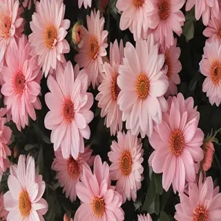 wallpaper aesthetic flowers