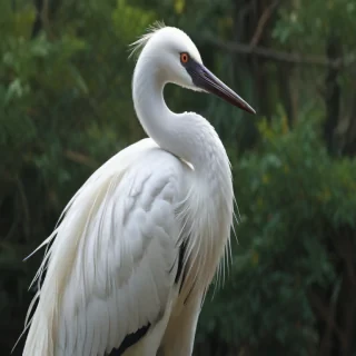 crane bird
