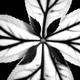 leaf black and white