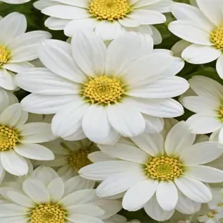 white flowers wallpaper iphone