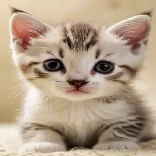kitten wallpaper
