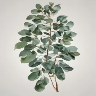 transparent eucalyptus clipart