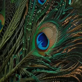 peacock feather images