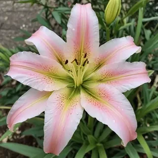 lily flower