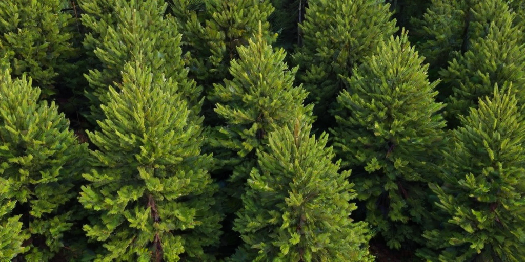 pine trees transparent background