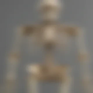 skeleton transparent background