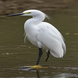 snowy egret