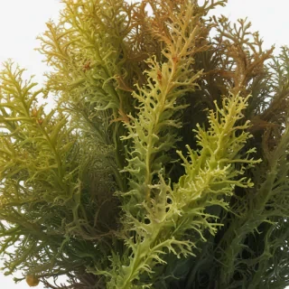 seaweed png