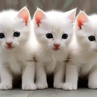 cute kittens wallpaper