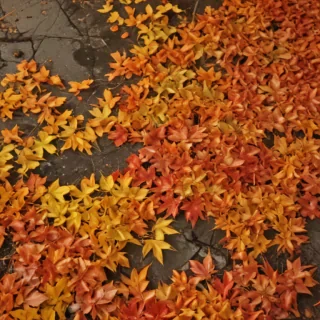 fall leaves