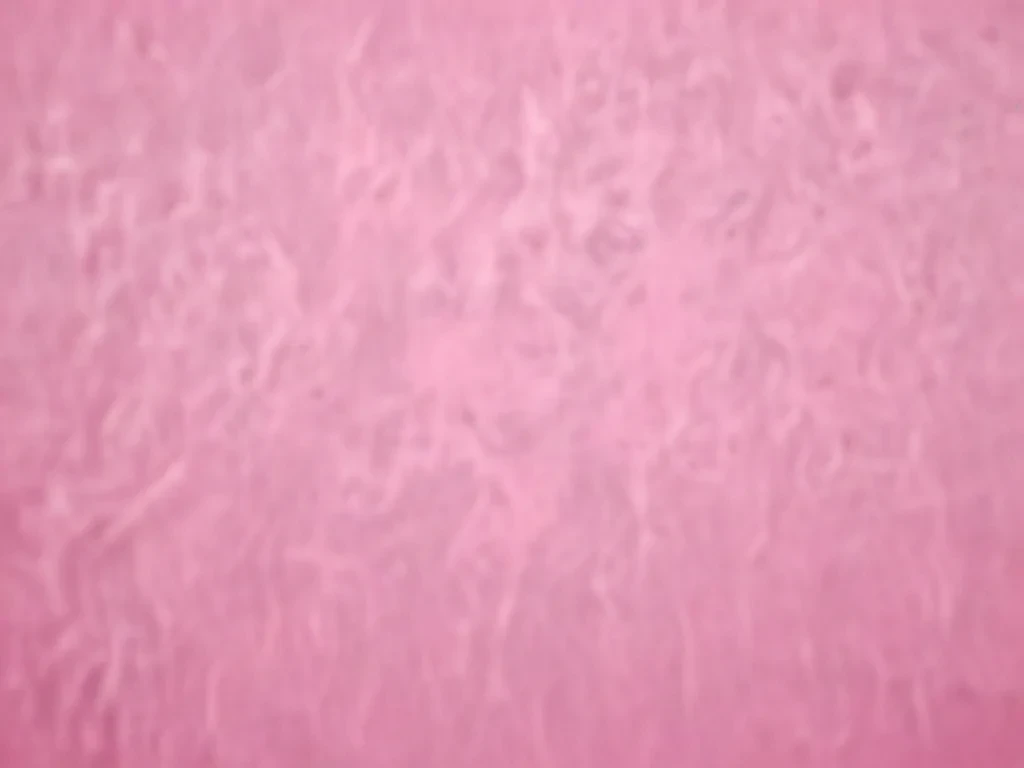 pink plain bg