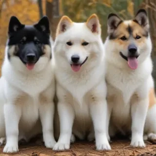 yakutian laika dog breed
