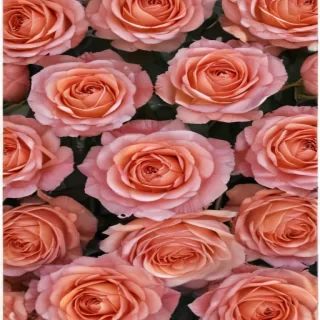 rose with background