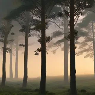 forest png