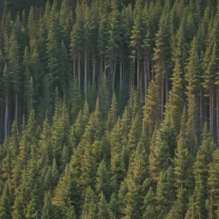 pine trees png