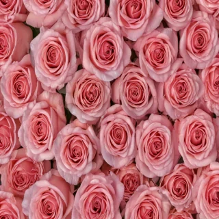rose background images