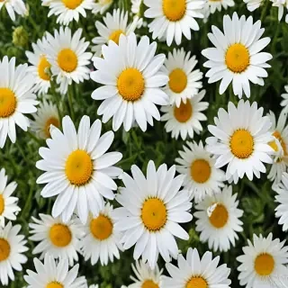 daisy flower wallpaper