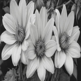 flower drawings pencil