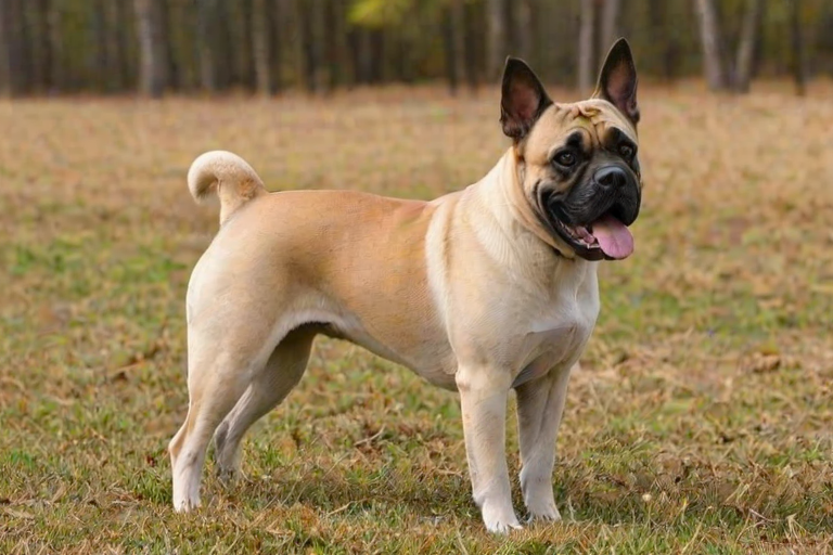 bossie dog breed