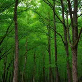 trees background