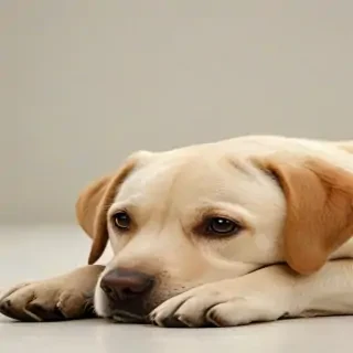 lab wallpaper