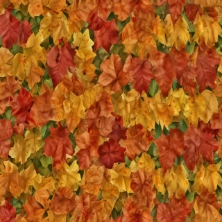 fall leaves