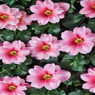cute flower wallpaper