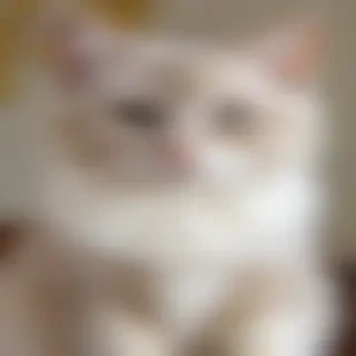 minuet napoleon cat breed