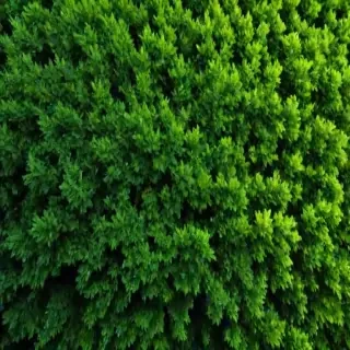 trees background