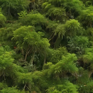 moss png