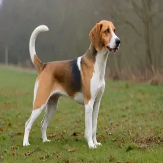 english foxhound