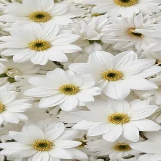 white flowers wallpaper iphone