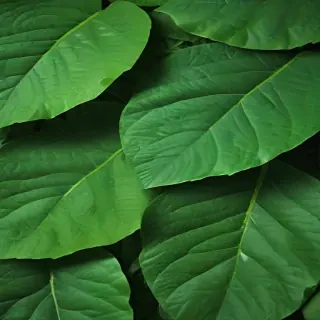 green leaf background