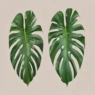 monstera png