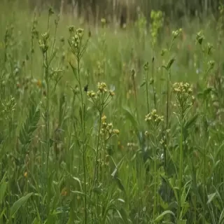 weeds png