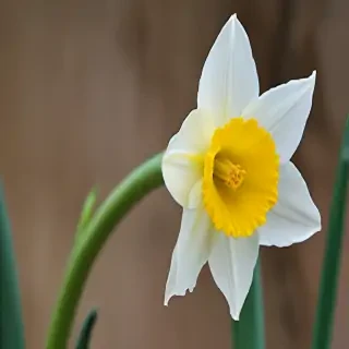 daffodil flower