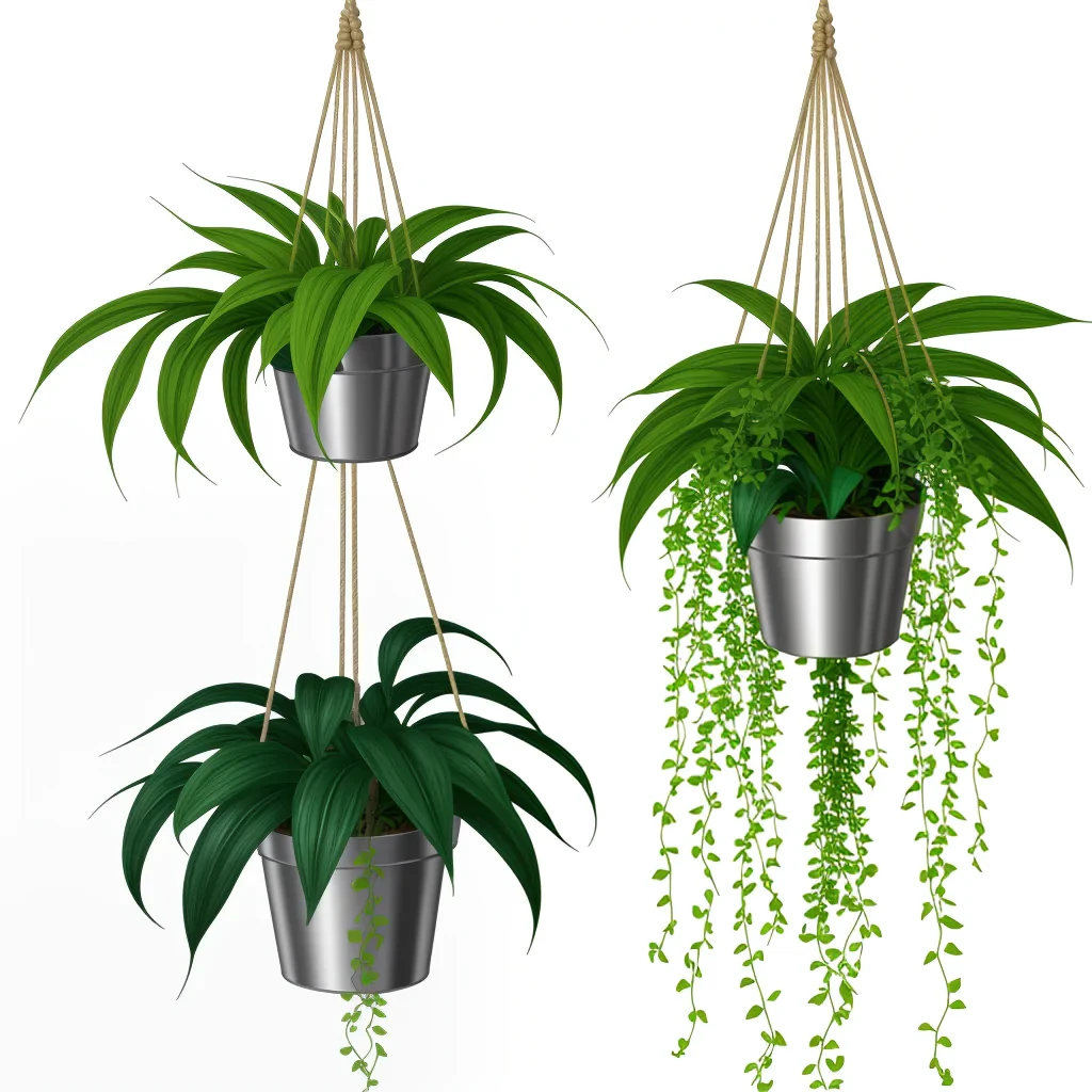 hanging plant png