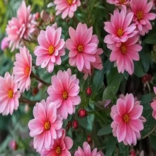 iphone wallpaper nature flowers