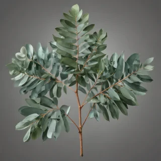 transparent eucalyptus clipart