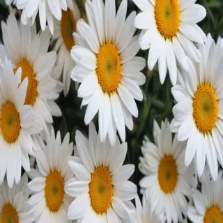 daisy wallpaper iphone