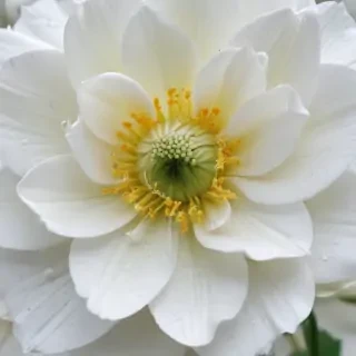 iphone white flower wallpaper