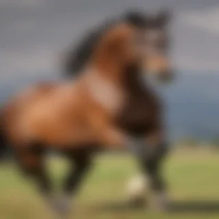 pictures of horses to draw
