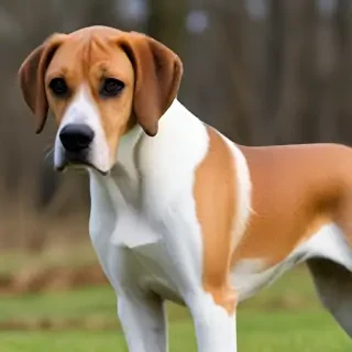 american boxer foxhound